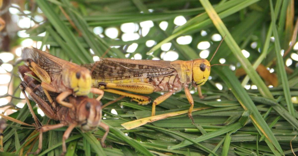Migratory locust (locusta migratoria) - Reptimundo