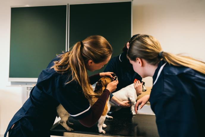 Studenten Dierenzorg thomas more onderzoeken de tanden van een hond