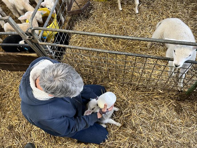 schapen voederen